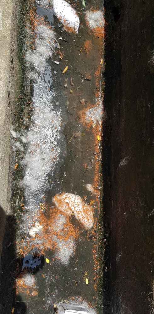 33504546_1951967144878059_2441630955782275072_n