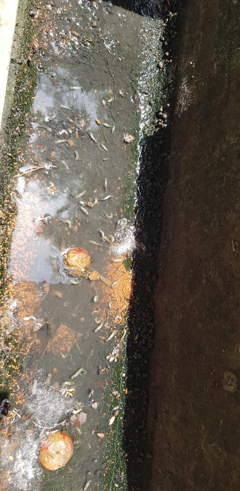 33527055_1951967064878067_304346394821394432_n